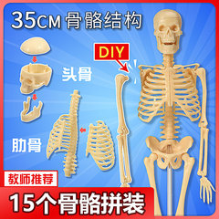 人体骨骼模型医学仿真结构可拆卸