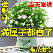 茉莉花苗盆栽带花苞九里香，老桩驱蚊水培栀子花卉，绿植物室内四季开