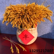 天然麦穗稻穗干花丰收稻谷，稻子装饰仿真假花，会展布置演出拍摄道具