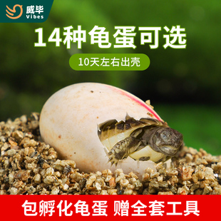 可孵化乌龟蛋套装中华草龟花龟巴西龟鳄龟活体受精蛋宠物招财龟