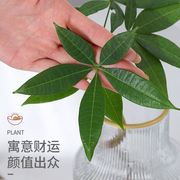 发财树水培植物盆栽室内好养绿植花卉客厅办公室水养净化空气花草