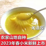 山东2023五莲新米春小米农家自种新鲜黄小米山地春谷子脂米小米粥