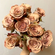 卡布奇诺肯尼亚玫瑰花大苗咖啡色，切花特大花浓香，四季月季阳台庭院