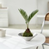乐可植物 苏铁苔藓球小铁树桌面水培盆栽办公室懒人绿植室内茶桌