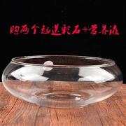 花盆玻璃器皿透明水仙水培盆铜钱草碗莲水培花瓶水培植物透明鱼缸