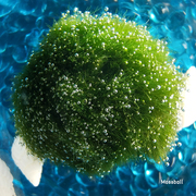 marimo幸福海藻球马里莫绿藻球mossball水培植物便携式显微镜鉴定
