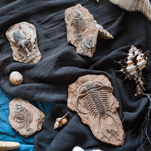史前化石系列冰箱贴 海洋生物艺术摆件