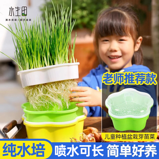 儿童趣味diy盆栽 简单易种 植物种植日记