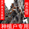 椴木黑木耳菌种蘑菇种子食用菌家庭种植椴木灵芝香菇平菇栽培种