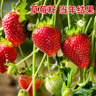 草莓种籽子阳台水果盆栽，秧苗四季丹东奶油，草莓室内植物花种子籽子