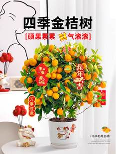金桔树盆栽可食用客厅室内绿植脆皮带果四季橘子树苗好养花卉植物