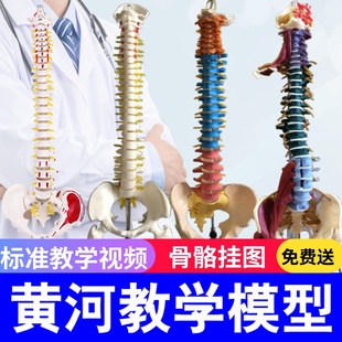 人体脊柱模型11成人，正骨练习脊椎，模型颈椎腰椎人体骨骼模型骨架