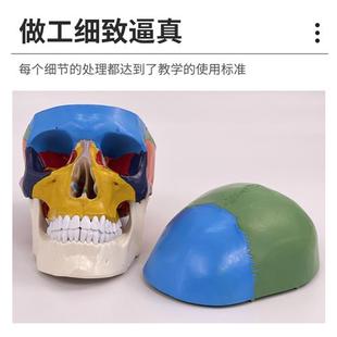 彩色人体头颅骨模型头骨色性分离模型仿真头骨模型附颈椎1 1