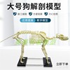 犬骨骼模型仿真大型成年狗骨架，标本狗头宠物兽医畜牧动物解剖大号