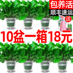 绿萝盆栽室内植物花卉绿植水培，长藤垂吊大叶绿箩新房家用吸除甲醛