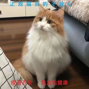 活体长毛橘猫森林猫狸花猫黑白，奶牛猫鸳鸯眼山东狮子猫纯黑猫幼崽