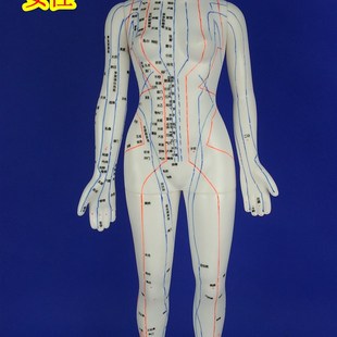 人体铜人中医针灸模型经络模型，z人体经络模型，经络穴位模型人体穴