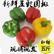 新鲜圆椒五彩椒柿子椒，灯笼椒太空椒红椒，黄绿椒甜不辣水果椒。