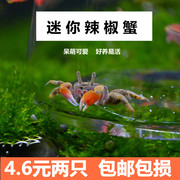 迷你蟹辣椒蟹活体螃蟹宠物小蟹观赏蟹活物除藻淡水蟹鱼缸爬行动物