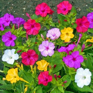 五彩紫茉莉花种子混色地雷花，种子籽阳台，盆栽庭院围栏耐寒易活花卉