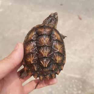 纯佛爆刺佛鳄小鳄龟苗便宜活物，大乌龟食用鳄鱼龟幼苗活草龟巴西