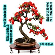 四季开花四季海棠花盆栽海棠盆景耐寒室内外阳台庭院花卉绿植