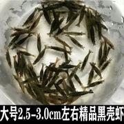 大号黑壳虾除藻观赏虾，鱼缸里放的冷水淡水虾，小鱼小虾工具虾清洁虾