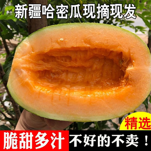 新疆哈密瓜新鲜水果甜瓜整箱吐鲁番西州蜜10斤应当季现摘