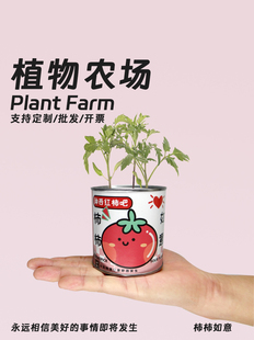 植物罐头植物含羞草向日葵番茄，种子室内绿盆栽，创意企业学校礼物品