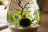 生态瓶鱼虾螺办公室桌面迷你水族箱小型生态鱼缸微景观微景缸
