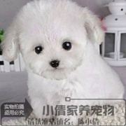 白色泰迪幼犬狗狗出售白色贵宾，泰迪犬活体包成活(包成活)保健康x