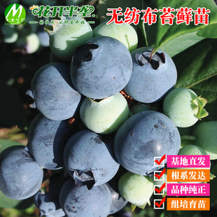 南北方 蓝莓无纺布苔藓苗3-5cm左右 苗小 新手勿拍根系发达