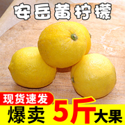 四川安岳黄柠檬新鲜水果柠檬一级当季5斤柠檬果汁原材料整箱