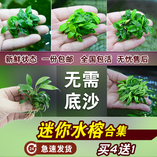 小鱼缸造景阴性辣椒榕绑沉木，丹麦迷你小水榕，水草懒人活体淡水植物