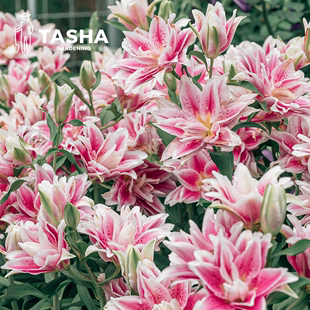 塔莎的花园春重瓣香水，百合种球进口多头庭院开花种子花卉铁炮爱莎
