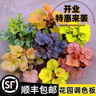 矾根盆栽花卉植物室内花苗四季常青观叶耐寒绿植佛甲草欧石竹花苗