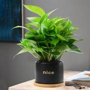 绿萝盆栽植物室内吸甲醛，桌面办公室客厅室内土培绿植绿箩净化空气