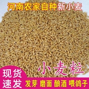 小麦粒农家自产磨面新麦子(新麦子，)小麦草种子猫草鸽子粮食生麦芽小麦胚芽