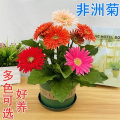 非洲菊花盆栽带花苞扶郎花耐寒阳台庭院植物花卉易活好养四季开花