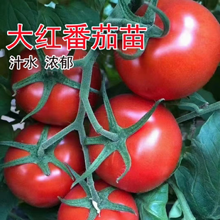 早熟大红番茄苗秧高产抗病西红柿苗四季种蔬菜阳台盆栽南方水果苗