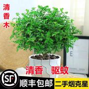 清香胡椒木盆栽室内客厅四季常青驱蚊草绿植物竹柏九里香花卉盆景