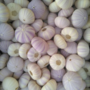 天然海螺贝壳紫海胆，海胆壳橱窗设计装饰diy女友婚庆创意礼物
