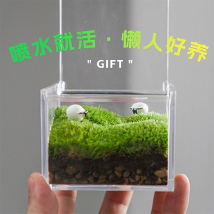 苔藓微景观室内桌面盆栽鲜活小绿植摆件办公室礼物迷你青苔生态瓶