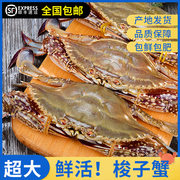 梭子蟹鲜活超大特大母，蟹公蟹海螃蟹，新鲜海鲜水产飞蟹红膏蟹
