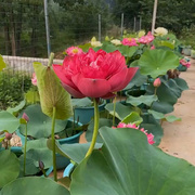 观赏荷花种藕苗碗莲，池塘荷花盆栽水养带芽好养活四季花卉水生植物