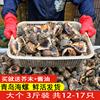 5斤海螺鲜活新鲜青岛特产海捕海鲜水产贝类螺特大鲜活大海螺