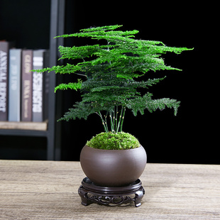 文竹盆栽植物室内绿化四季迷你办公室绿植摆件，桌面好养创意小盆景