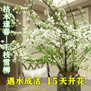 雪柳鲜枝干枝水养干花遇水开花干支，室内花卉水培植物鲜花桌面盆栽