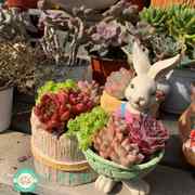 多肉植物兔子花盆卡通动物龙猫创意可爱树脂 幼儿园盆栽生日礼物