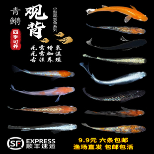 观背青鳉淡水观赏鱼魔法鱼冷水鱼小锦鲤金鱼灵鳉水族活体宠物